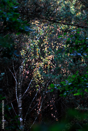 forest birch in the rays of the sun