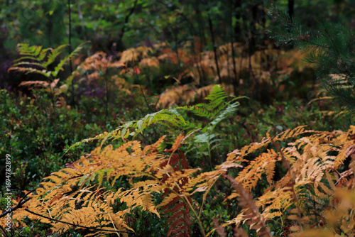 autumn ferns in the forest