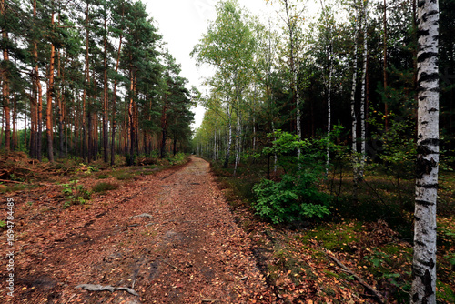 forest road between pines and birches