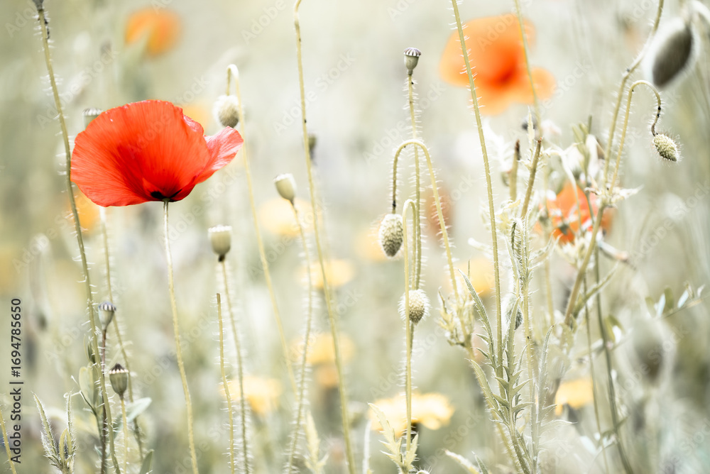 Fototapeta premium Poppies in the field