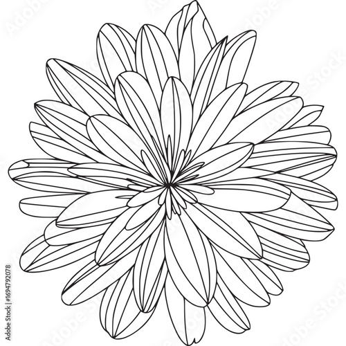 A beautiful aster flower in full bloom, showcasing its intricate petal arrangement isolated on white background
