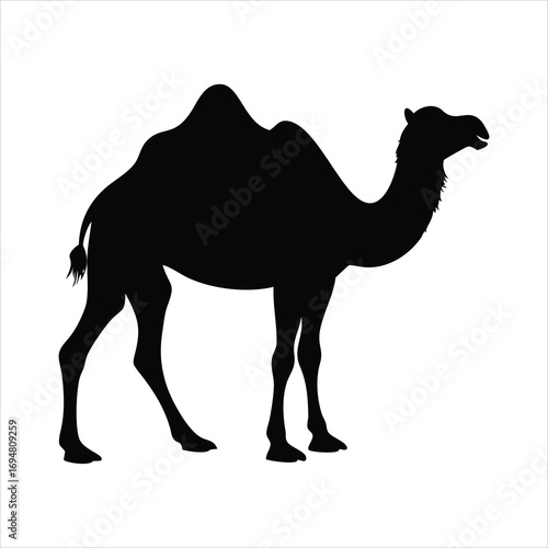 Black silhouette of a dromedary camel standing on a white background