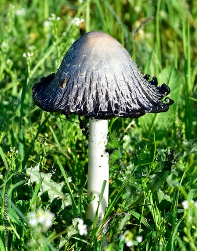 images of wild plants. wild mushroom photos.