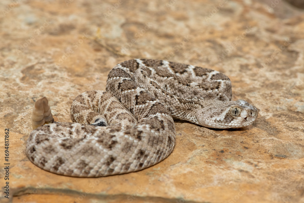 Naklejka premium A beautiful juvenile western diamondback rattlesnake (Crotalus atrox), also known as a Texas diamond-back rattlesnake, adobe snake, and buzz tail. A highly venomous snake native to North America