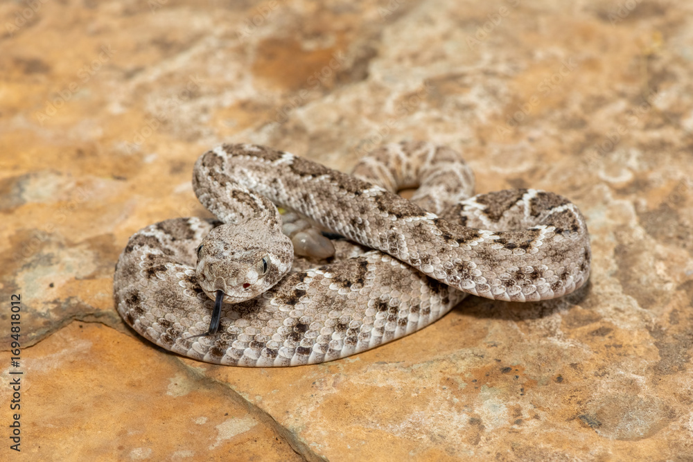 Obraz premium A beautiful juvenile western diamondback rattlesnake (Crotalus atrox), also known as a Texas diamond-back rattlesnake, adobe snake, and buzz tail. A highly venomous snake native to North America