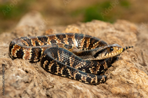 A beautiful False water cobra (Hydrodynastes gigas), also called a false cobra, South American water cobra, and Brazilian smooth snake. A mildly venomous colubrid snake endemic to South America
