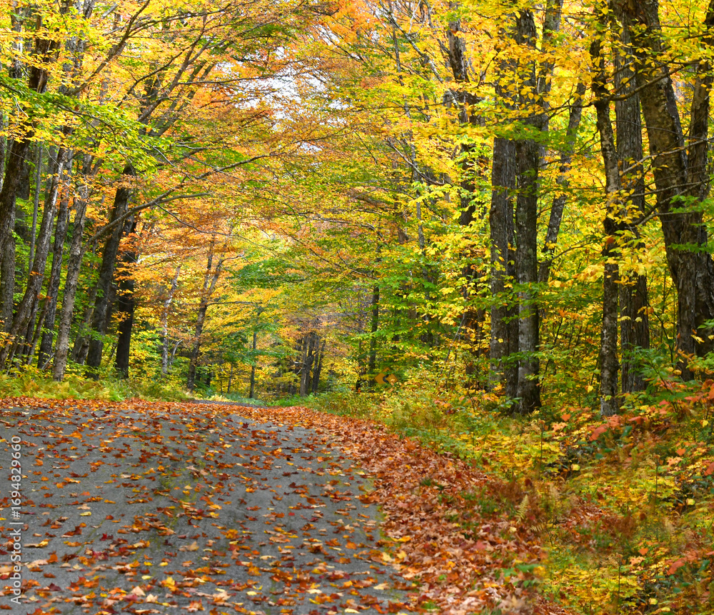Fototapeta premium Leaves on Road are Undisturbed