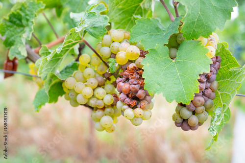 Wallpaper Mural Moselle vineyard, green dried up grapes, fungal disease, powdery mildew or gray mold, heat damage, waterlogging, dryness, sunburn and nutrient deficiency Torontodigital.ca