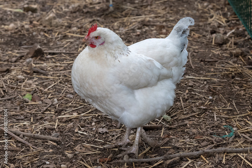 Nancy, France - September 9th 2025 : View on a female chicken in a henhouse in a park in the city of Nancy.