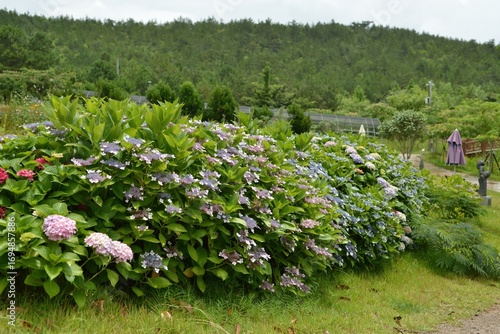 Hydrangea macrophylla, called Suguk in Korea, is a deciduous shrub with big leaves and vibrant flower clusters. Native to Asia, it is highly valued in landscaping and summer gardens.