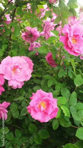Wallpaper Mural A bee collects pollen and nectar on a pink rose flower on a summer, sunny day. High quality 4k footage Torontodigital.ca