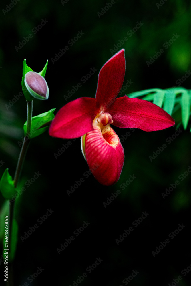 Fototapeta premium flowers 