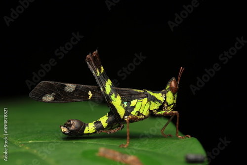 Photos A macro photograph of a grasshopper (Erianthus inhamatus), an insect from the order Orthoptera, with a striking green-and-black patterned body and distinct wing markings