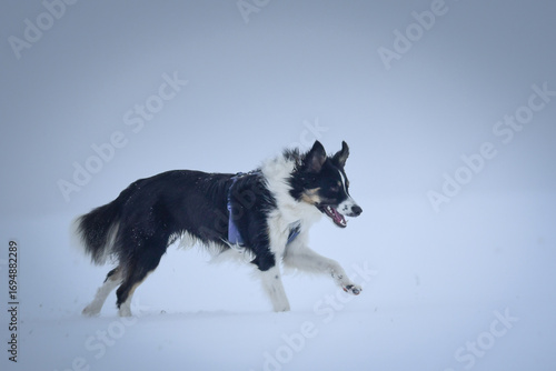 Wallpaper Mural Tricolor border collie is running on the field in the snow. He is so fluffy dog. Torontodigital.ca