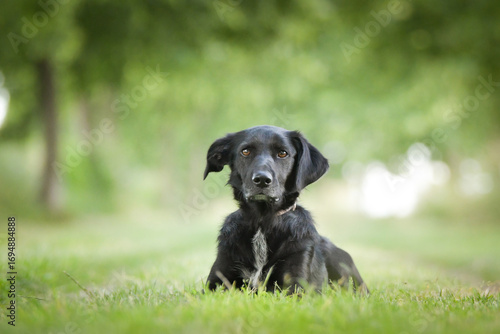 Wallpaper Mural Spring portrait of dog in nature. He is so cute in the nature. He has so lovely face	
 Torontodigital.ca