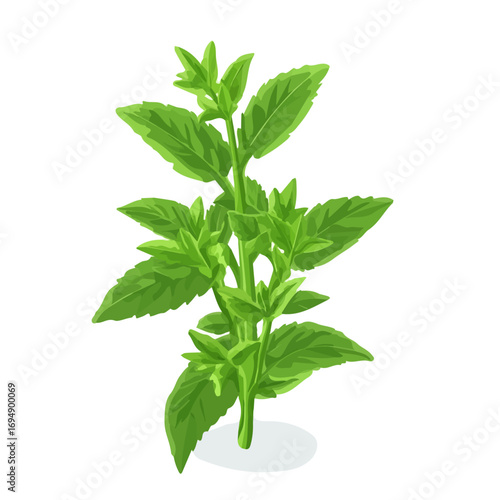 Stevia, cartoon vector illustration, flat 2D isometric style, white background.