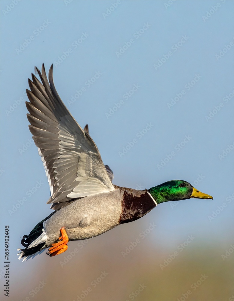 Obraz premium ánade real (Anas platyrhynchos) en primer plano, volando con las alas extendidas. Se aprecian en detalle las plumas marrones y grises del cuerpo, el característico cuello verde iridiscente del macho