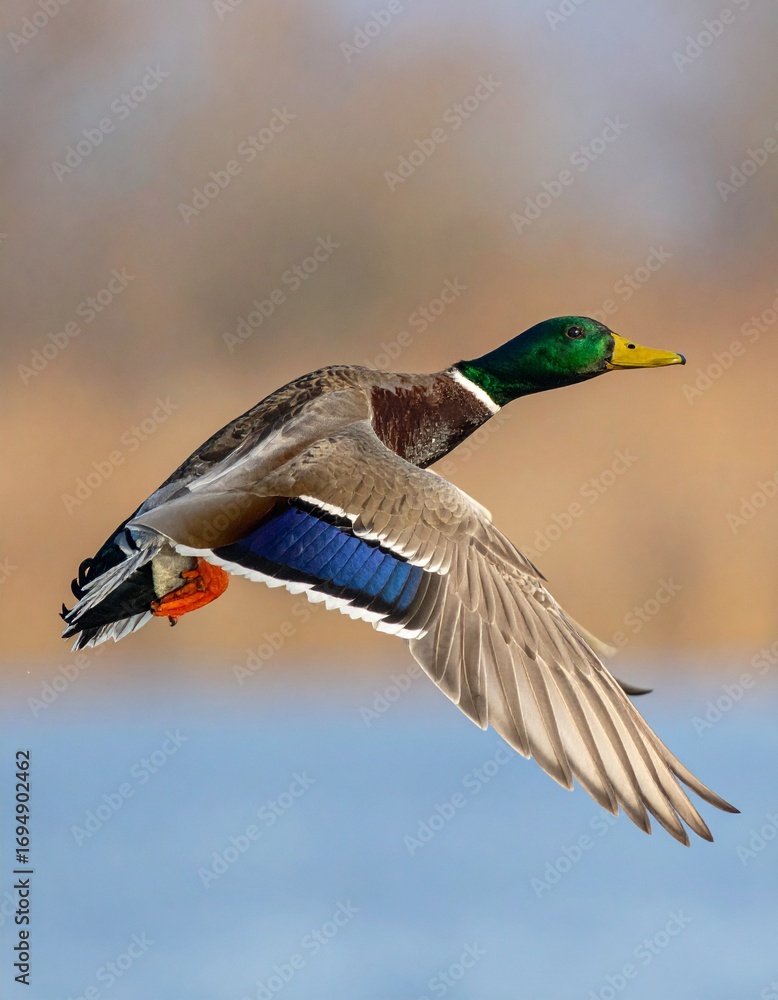 Obraz premium ánade real (Anas platyrhynchos) en primer plano, volando con las alas extendidas. Se aprecian en detalle las plumas marrones y grises del cuerpo, el característico cuello verde iridiscente del macho