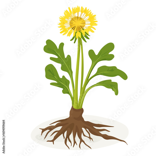 Dandelion Root, cartoon vector illustration, flat 2D isometric style, white background.