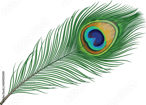 Elegant peacock feather vector with vibrant eye pattern in green, blue, and gold for nature, decoration, art, and design themes