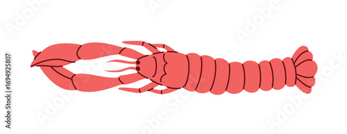 Sea langoustine with big claws. Vector illustration isolated on white background.