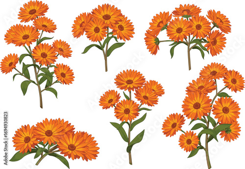Bright orange calendula flower bouquet illustration, botanical hand-drawn clipart, vibrant floral collection, natural garden bloom artwork, isolated on white background, decorative use