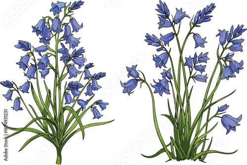 Bluebell flower plant illustration, hand-drawn wild bluebell blossoms with green leaves, detailed botanical floral art, isolated nature drawing, spring garden clipart