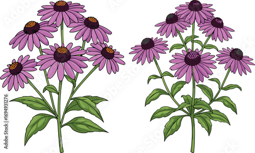 Purple coneflower botanical illustration, hand-drawn echinacea plant with green leaves, blooming floral artwork, isolated vector flower drawing, detailed garden clipart