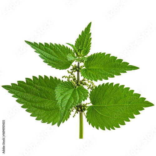 Common nettle at flowering stage transparent background png