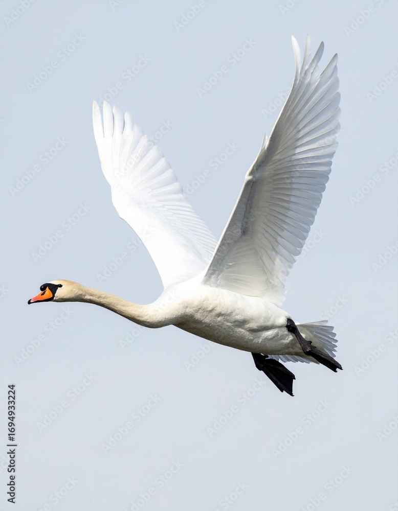 Obraz premium cisne real (Cygnus olor) en primer plano, volando con las alas extendidas. Se aprecian en detalle sus plumas blancas impecables, el cuello largo y elegante curvado, y el pico anaranjado