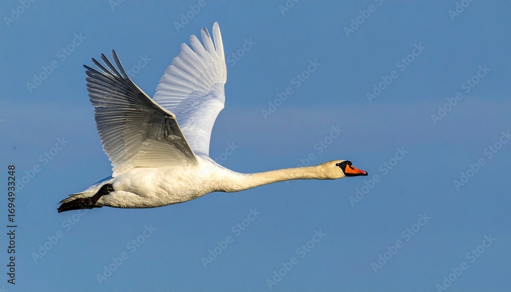 Obraz premium cisne real (Cygnus olor) en primer plano, volando con las alas extendidas. Se aprecian en detalle sus plumas blancas impecables, el cuello largo y elegante curvado, y el pico anaranjado