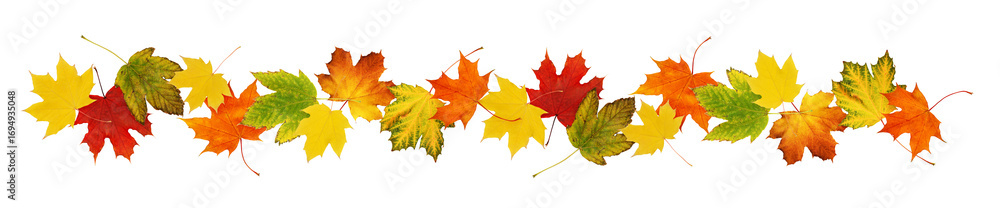Fototapeta premium Autumn maple colorful leaves in a line arrangement isolated on white or transparent background. Border pattern.