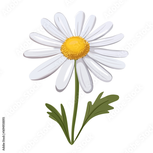 Chamomile Flower, vector graphic, 2D flat isometric cartoon illustration on white background.
