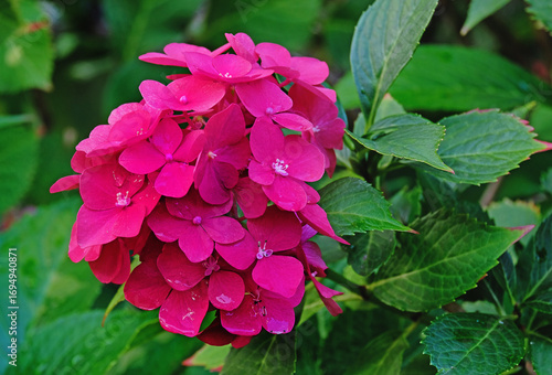 The flowering of the raspberry hydrangea