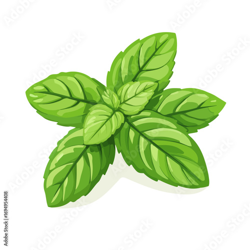 Spearmint, cartoon vector illustration, flat 2D isometric style, white background.