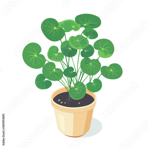 Chinese Money Plant, flat 2D isometric cartoon vector image isolated on white background.