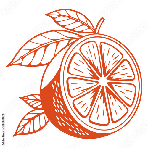 vector illustration of an orange on a white background 