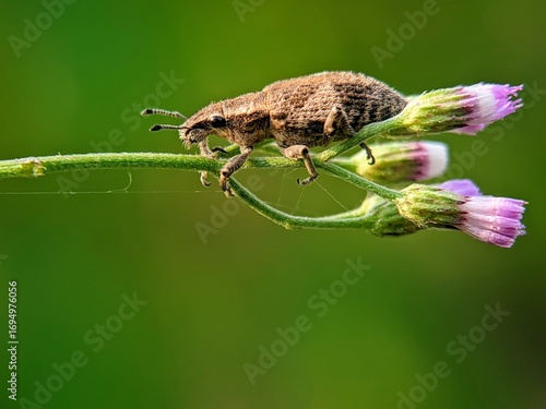 Quadro su tela Hairy Proboscis Beetles (Curculionidae) Basking: Macro Close-up of Insect on Flower Stem