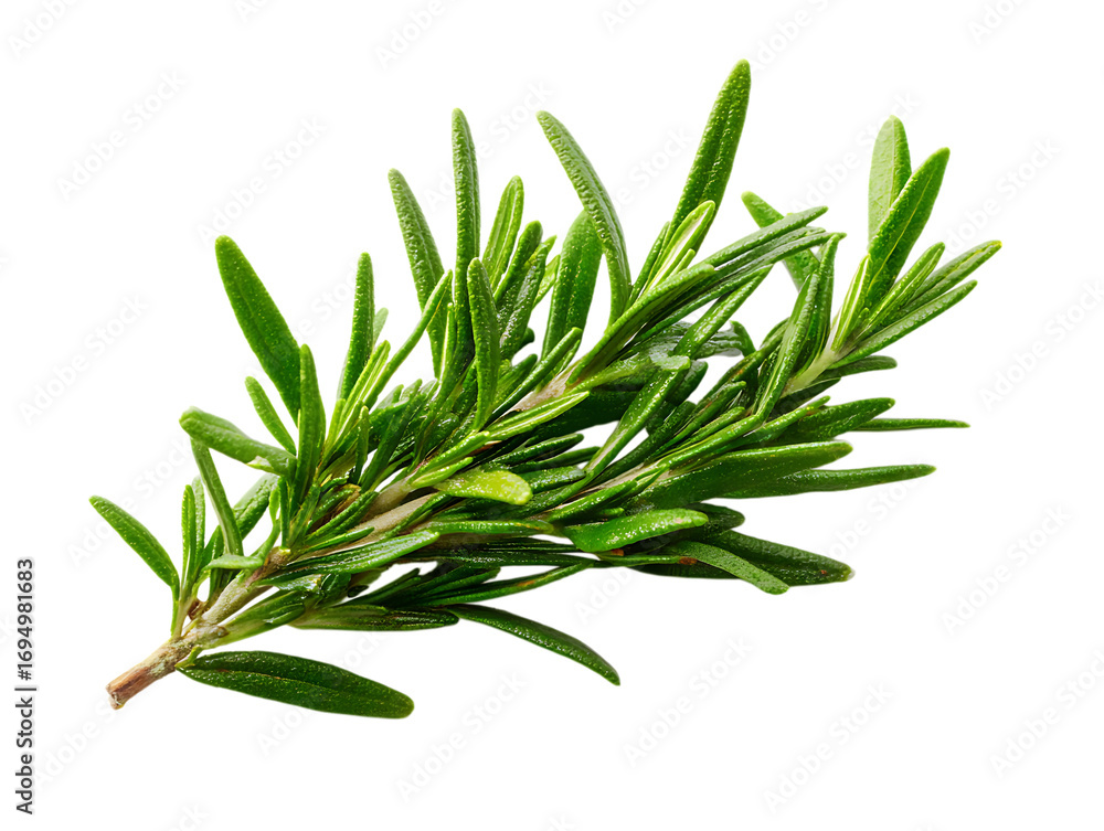 Fototapeta premium Rosemary Refresh