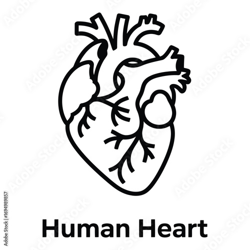 Anatomical heart line drawing illustration for medical and educational purposes detailed design silhouette