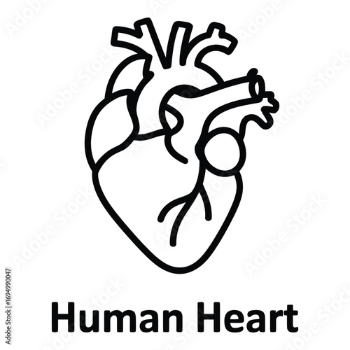 Anatomical heart illustration simple drawing of the human heart for medical or educational use case silhouette