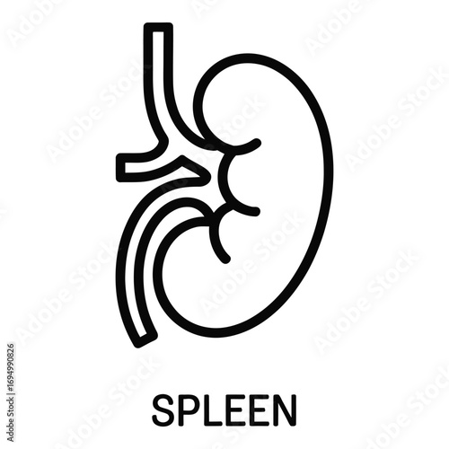 Spleen organ anatomy illustration human body internal medicine healthcare vector graphic icon 96 silhouette