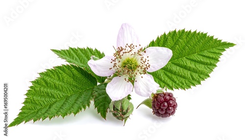 Fresh blackberry flower and berries displayed against a plain white background, showcasing vibrant green leaves and a delicate, pale pink blossom.
