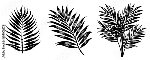 Palm and Fern Leaf Vector Collection – Elegant Tropical Frond Silhouette Pack