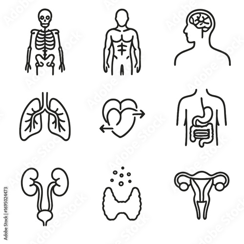 Body Systems Icons. Line style icons of body systems overview: skeletal structure, muscular layer, nervous system, respiratory