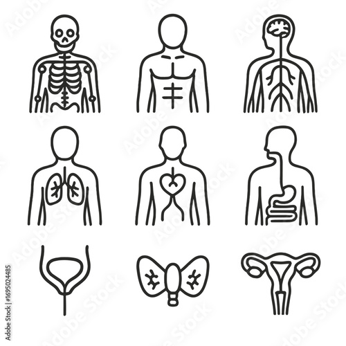 Body Systems Icons. Line style icons of body systems overview: skeletal structure, muscular layer, nervous system, respiratory
