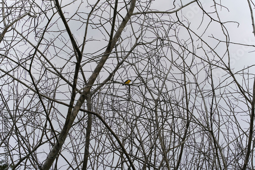 Male and female Narcissus Flycatcher on a dead tree in the forest with dry branches in the forest of Costa Rica, bird with breast.