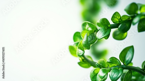 Captivating twist of a green plant in nature closeup photography indoor environment macro viewpoint for botanical enthusiasts