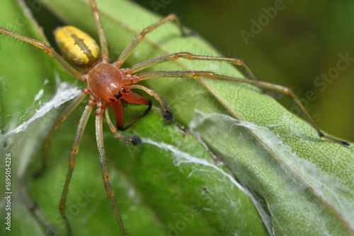 Closeup of a mature male of the infamous European Yellow Sac Spider (Cheiracanthium punctorium), photographed on a leaf in a German meadow.