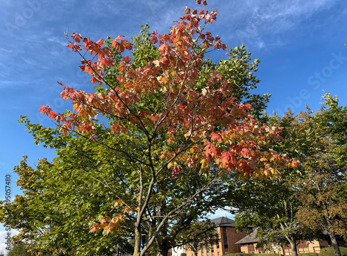 Canvas Print "A vivid tree with red and green leaves marks the onset of autumn, set against a clear blue sky and distant buildings, capturing the crispness of an early autumn day in Bradford, Yorkshire, UK